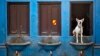 Think You Know How Dogs Drink Water?