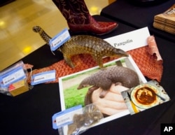 Items made from pangolins are displayed during a press preview of confiscated wildlife contraband at the State Department in Washington during the U.S.-China Strategic and Economic Dialogue, June 24, 2015.