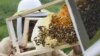 Bees are Carrying Pesticides into the World’s Honey