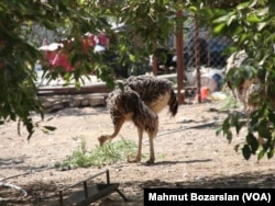 This is an ostrich at an ostrich farm in Diyarbakir, Turkey.