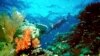 Scientist Fights for Coral Reefs, Makes Science Fun