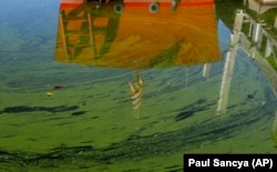 The image of a boat appears on the surface of algae-covered water of Lake Erie's Maumee Bay in Oregon, Ohio.