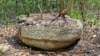 Mexico Discovers Another Ancient Mayan City 