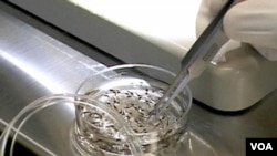 Plasmodium vivax