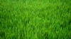Have you heard a person compare a task to "watching the grass grow?"