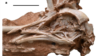 Fossil Found in Brazil Shows Birds’ Brain Development