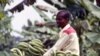 African Banana Farmer