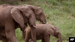 FILE - In this photo taken on Sunday, Dec. 20, 2015, elephant eat grass, inside the Hluhluwe game reserve on the outskirts of Hluhluwe, South Africa.