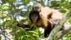 Monkeys Can Be as Spiteful as Humans