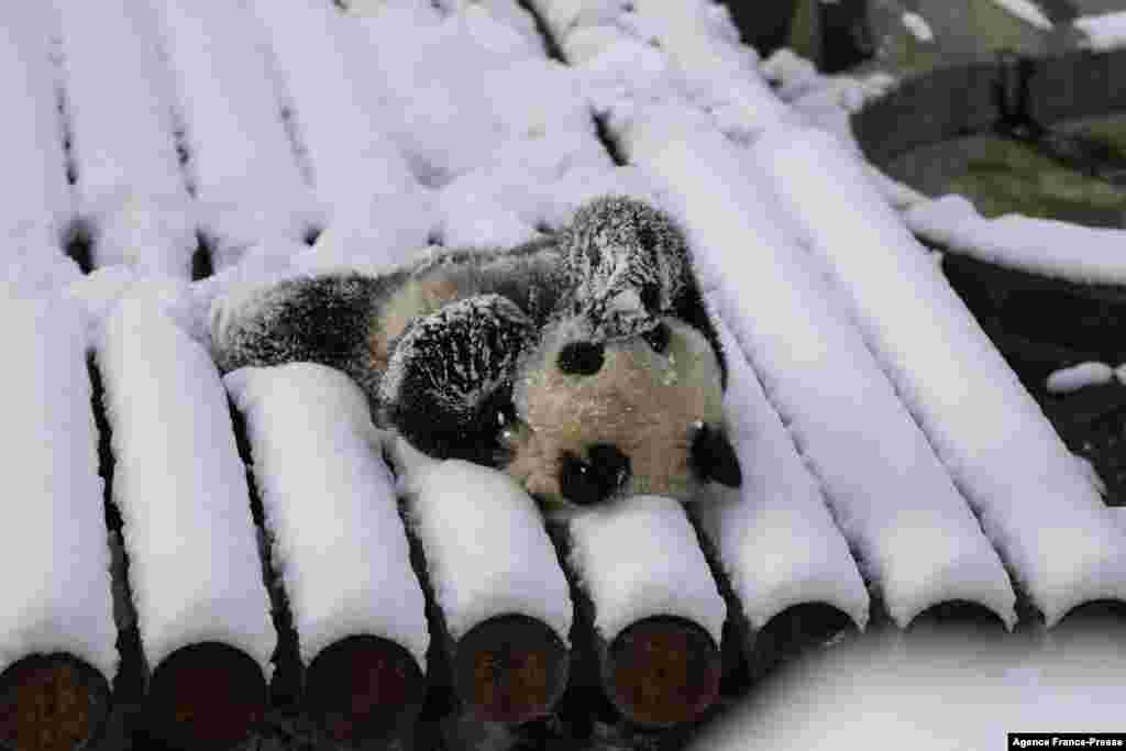 A panda plays in its enclosure after snowfall in Xian in China's northern Shaanxi province, Nov. 7, 2021.