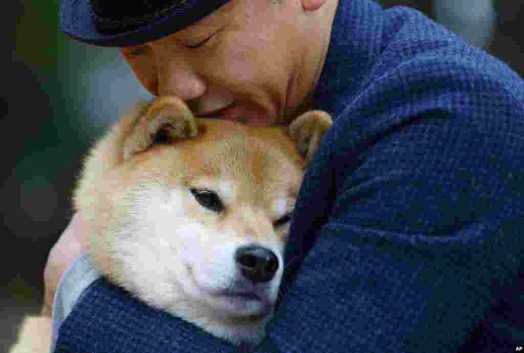 In this Wednesday, Dec. 23, 2015 photo, Shinjiro Ono hugs his Shiba Inu Maru at Ueno Park in Tokyo. This bundle of fun and fur is a 7-year-old Shiba Inu who has been top dog on Instagram for several years. Marutaro has 2.2 million followers on Instagram.