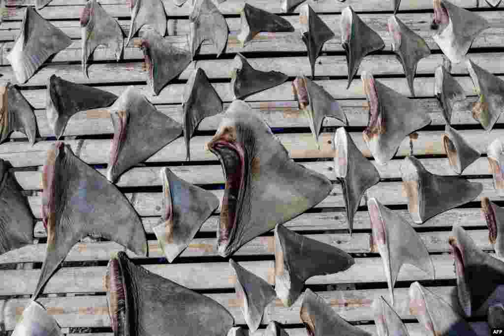 Shark fins dry near a traditional fish market in Tanjung Luar, Lombok Island, West Nusa Tenggara. (Photo by Garry Lotulung / AFP)