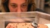 Mosquitoes and Bats May Carry Disease