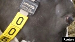 Cows at the Shepton Mallet farm are equipped with 5G-connected devices that link up to a robotic milking system. REUTERS/Reuters TV