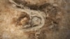 Ancient String Adds to Evidence of Early Human Relative’s Abilities