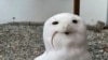 Un búho ártico llamado Ghost se come una rata congelada en el Centro de Tratamiento y Aprendizaje de Aves el 6 de febrero de 2025, en Anchorage, Alaska. El centro es uno de los que ofrecen vías catárticas para que los dolidos se venguen un poco el día de San Valentín.