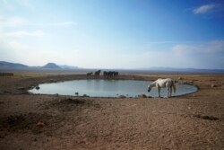 Wild horses gather around a pond at Simpson Springs on July 14, 2021, near U.S. Army Dugway Proving Ground, Utah. Horses from this herd were later rounded up as federal land managers increased the number of horses removed from the range during an historic drought. (AP Photo/Rick Bowmer)