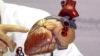 Regrowth of Heart Muscle May Be Possible