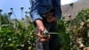 Afghanistan’s Drug Trade Helps Taliban