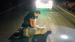 A rescue worker performs CPR on a baby elephant after a motorcycle crash in Chanthaburi province, Thailand, December 20, 2020. Picture taken December 20, 2020. KUNCHAYLEK/Handout via REUTERS