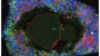 Scientists Grow First Fully Developed Human Eggs in Laboratory
