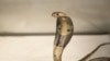 FILE - A Dec. 18, 2015, photo provided by the Wildlife Conservation Society, shows an 18-inch, one-year-old cobra is shown. Cobras and vipers are among the most venomous snakes in Myanmar.