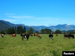 FILE - Cattle feed in a field in Golden Bay, South Island, New Zealand March 29, 2016. (REUTERS)