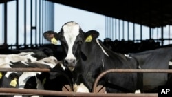 FILE - The U.S. Food and Drug Administration said Tuesday, April 23, 2024, that samples of pasteurized milk had tested positive for remnants of the bird flu virus that has infected dairy cows. (AP Photo/Rich Pedroncelli, File)