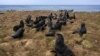 Mayor Fighting for Seals in Alaska