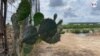 El cactus, el aliado de la purificación 
