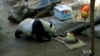 Rare Giant Panda Celebrates Her Birthday