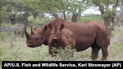 FILE- Photo released by U.S. Fish and Wildlife Service shows a black rhino male and calf in Mkuze, South Africa. (AP)