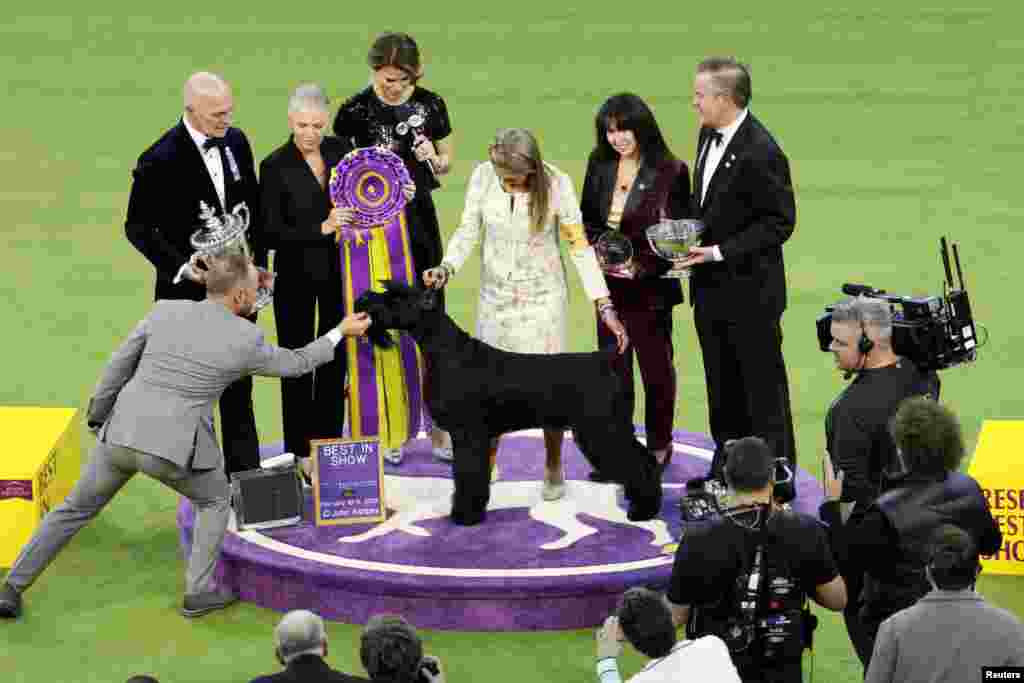 Monty, a giant schnauzer, wins the Best in Show competition during the 149th Annual Westminster Kennel Club Dog Show at Madison Square Garden in New York City, New York, Feb. 11, 2025. REUTERS/Jeenah Moon TPX