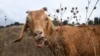 Wearing Clothes Made From Goat Hair, and Other Ways to Show You Are Sorry