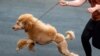'A Short Leash' Not Just for Dogs