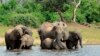 Botswana Blames Poisonous Algae for Elephant Deaths