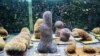 First Lab Reproduction of Coral Offers New Hope for Threatened Sea Life