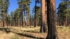Controlled Burns Seen as a Way to Reduce Large Forest Fires 