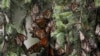 Monarch Butterfly Population Declines in Mexico