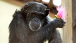 Quiz - Chimps Finding a Happy Ending