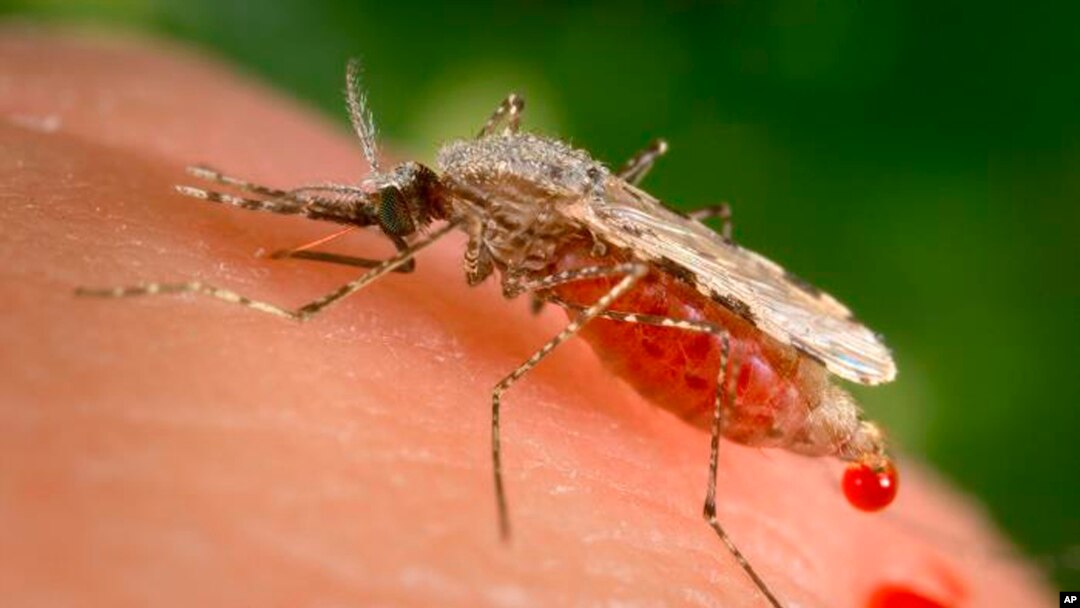 This file photo provided by the Centers for Disease Control and Prevention (CDC) shows a feeding female Anopheles Stephensi mosquito. (James Gathany/CDC via AP, File)