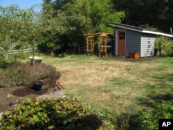 This image taken on Thursday, Sept. 13, 2012 shows a moisture-starved lawn near Seattle that exhibits stress after a month without rain in Langley, Wash.