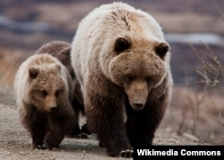Grizzly bears in Denali National Park