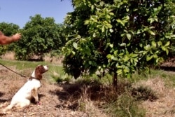 Dog looking at a tree.