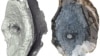 Oldest Remains of Large Sea Reptile Found on Norwegian Island