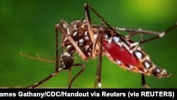  Seekor nyamuk Aedes aegypti betina ditampilkan dalam foto Center for Disease Control (CDC) tahun 2006. (Foto: REUTERS/James Gathany/CDC/Handout via Reuters)