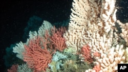 Coral reefs suffer as greenhouse gases make the world's oceans hotter.