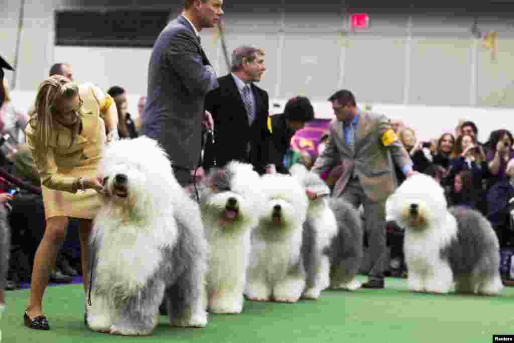 参加比赛的古代英国牧羊犬的驯狗师2013年2月11日在纽约麦迪逊广场花园第137届威斯敏斯特养犬狗展竞赛中将参赛的牧羊犬排队。