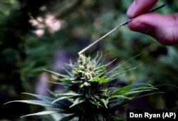 A hemp plant is pollinated at the Unique Botanicals facility in Springfield, Oregon.