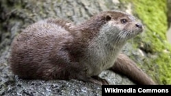 European Otter (Lutra lutra)